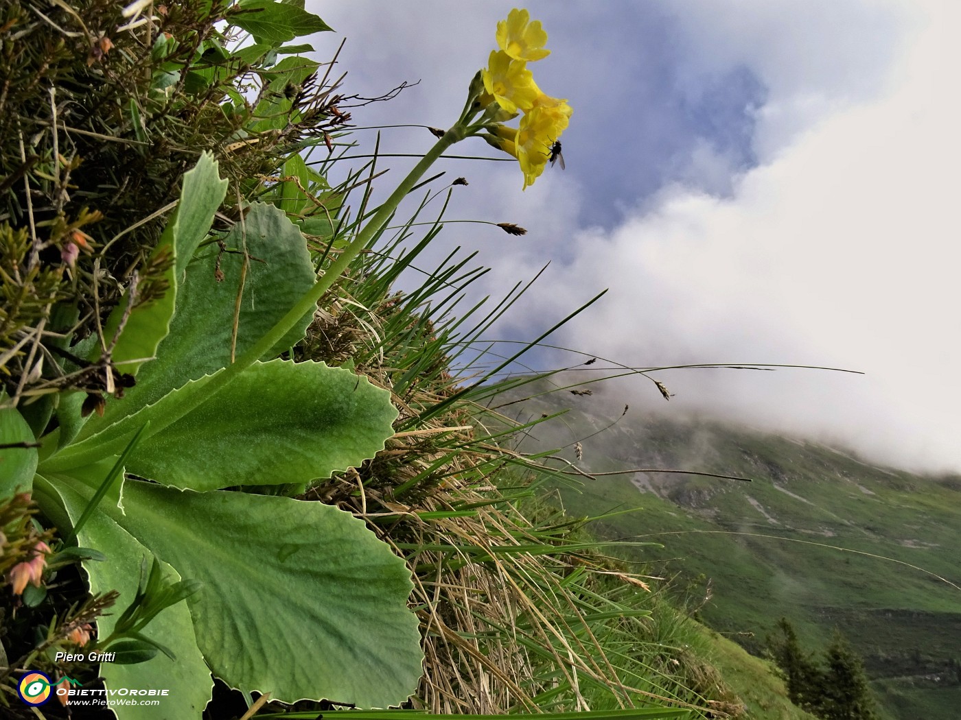 32 Primula auricula (Primula orecchia d'orso).JPG